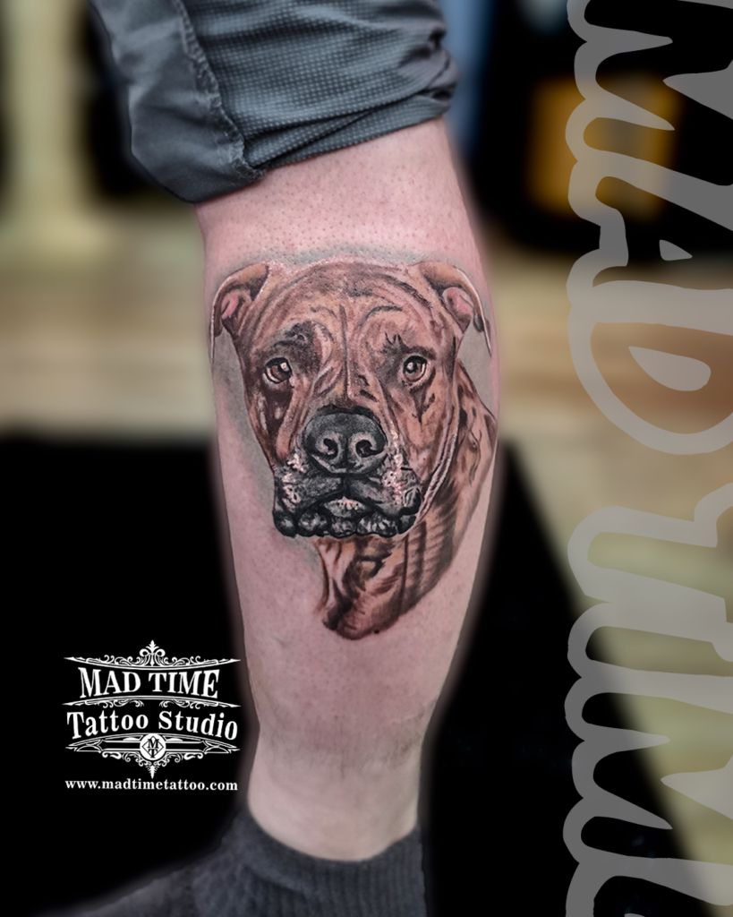 • Hyper realistic black and grey dog portrait tattoo of a brown Pitbull Staffy with detailed fur and expressive eyes on a calf by resident artist Henry at Mad Time Tattoo Studio